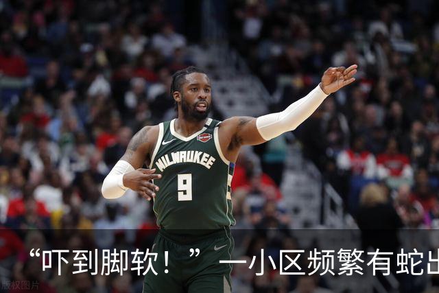 “吓到脚软！”一小区频繁有蛇出没，还有眼镜蛇；专家：居住区垃圾为蛇类间接提供食物